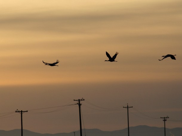 Cranes flying away