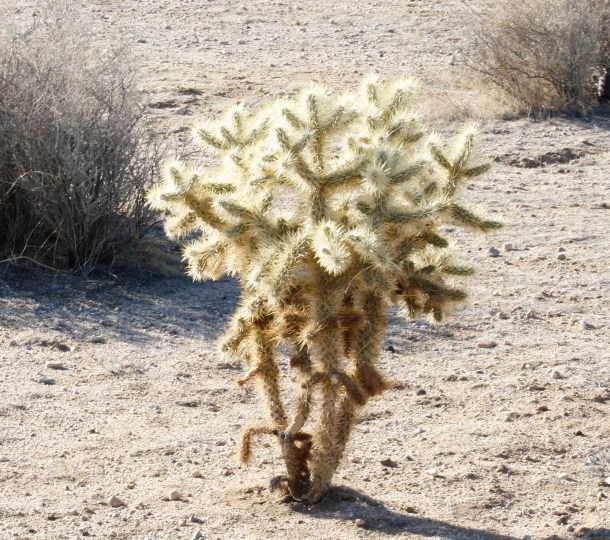 Cholla Cactus glowing