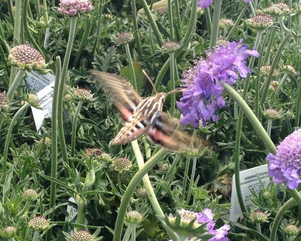 Hummingbird moth 1 v2