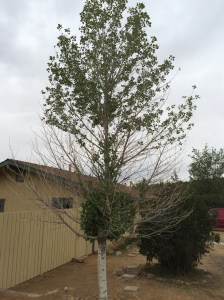 Tree praying for rain